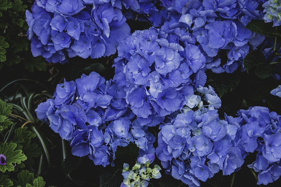 blue hydrangeas, flowering plant, beauty in nature, fragility HD wallpaper