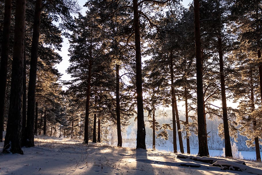 nature, forest, winter, snow, leann, frost, landscape, trees HD wallpaper