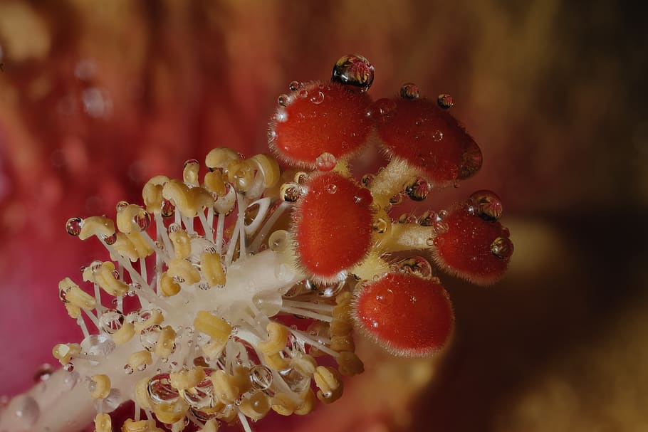 macro-stack, patterns, tetures, shapes, reflections, hibiscus HD wallpaper