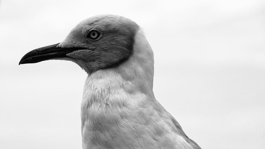 seagull, stern, mean, white, grey, bird, funny, smirk, one animal HD wallpaper