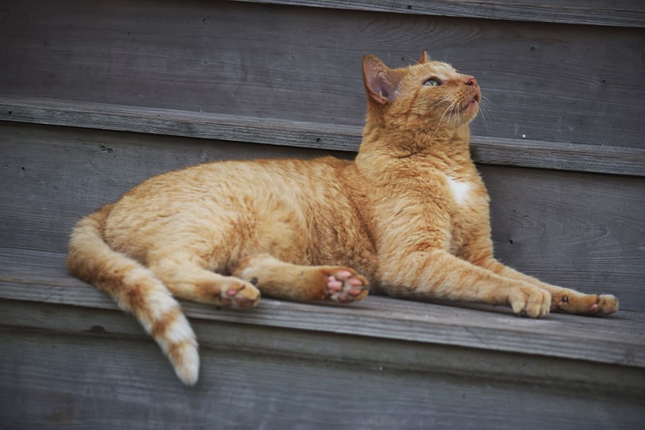cat, steps, pets, domestic, mammal, domestic cat, domestic animals HD wallpaper