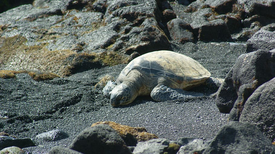 turtle, peaceful, beach, hawaii, sea, nature, chorus, water HD wallpaper
