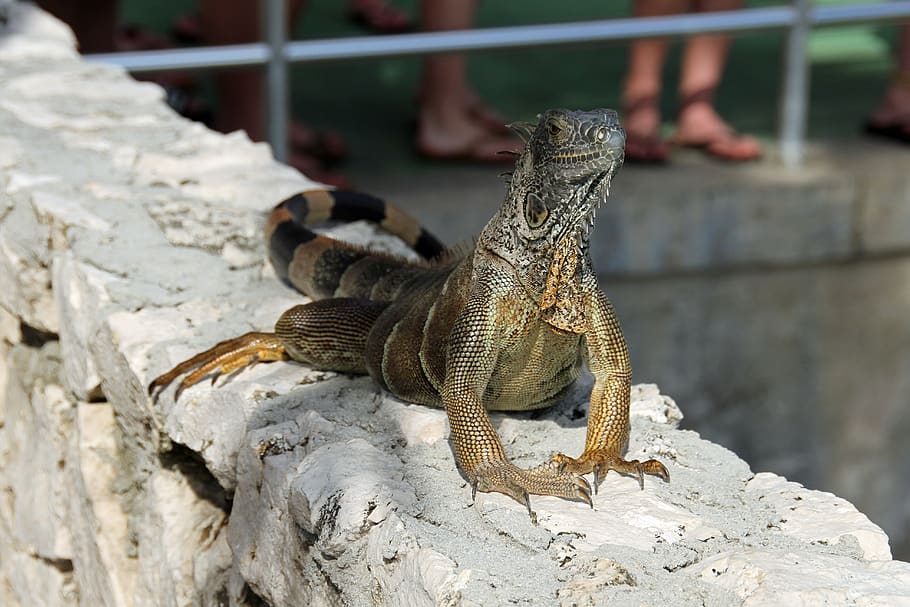 iguana, herbivorous, lizards, jurassic, wildlife, animal themes HD wallpaper
