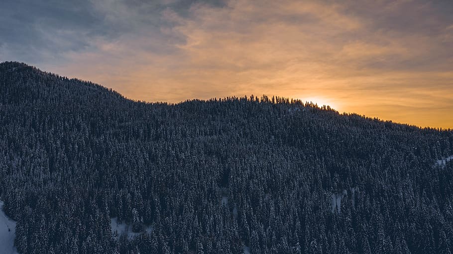 trees on mountain, plant, abies, fir, nature, outdoors, conifer HD wallpaper