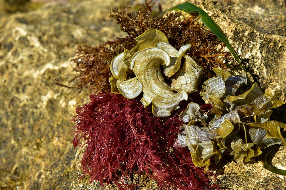 nature, rock, landscape, moss HD wallpaper. seaweed, stone, water, beach, n...