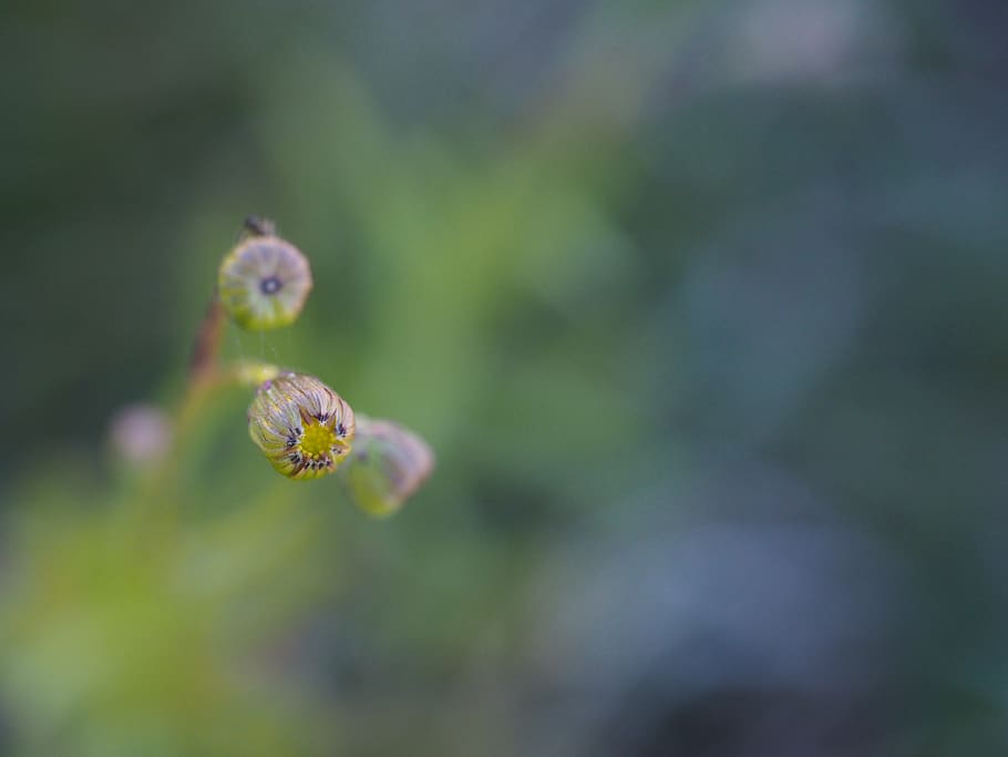 plant, growth, bloom, soft, macro, nature, green, bud, flower HD wallpaper