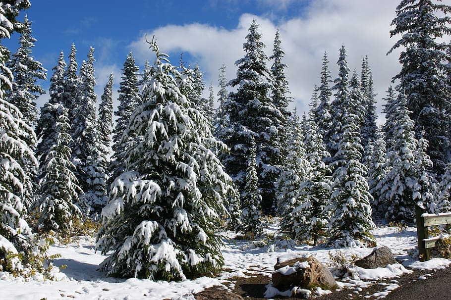 canada, landscape, trees, snow, forest, hiking, cold temperature HD wallpaper