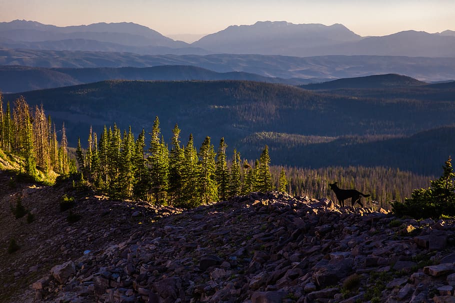 dog on mountain top, nature, tree, mountain range, outdoors, crest, HD wallpaper