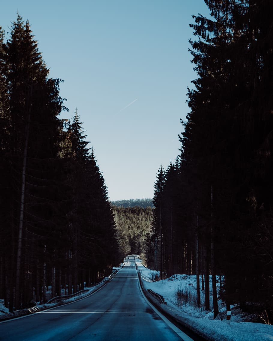 pathway between trees under white sky, road, plant, asphalt, tarmac HD wallpaper