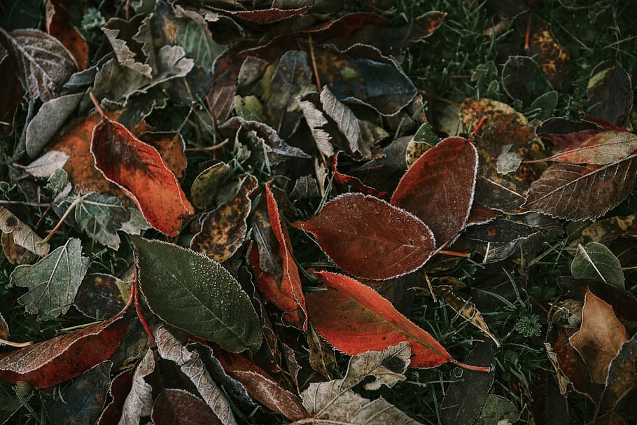 brown and red pile of leaves, leaf, plant, nature, outdoors, frost