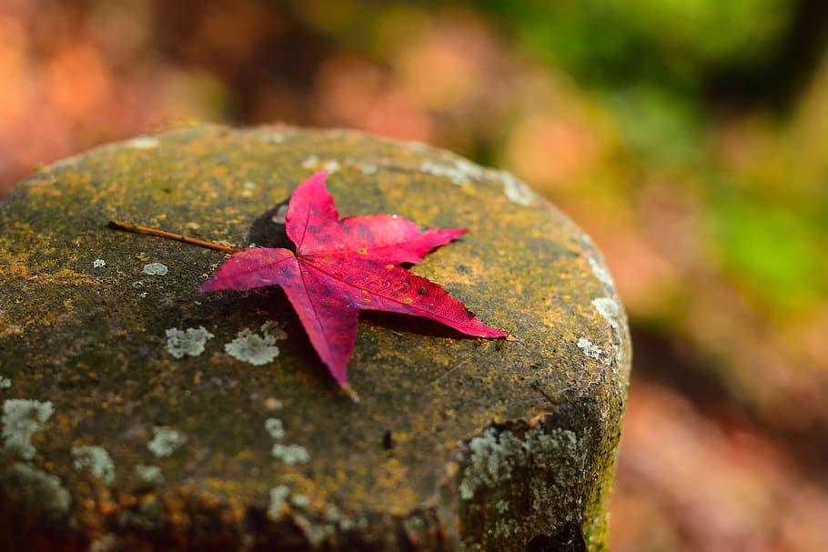 maple, leaf, tree, plant part, autumn, maple leaf, close-up HD wallpaper