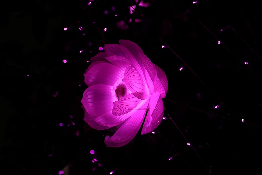 Purple Lotus Flower in Bloom, art, artistic, blur, bright, celebration HD wallpaper
