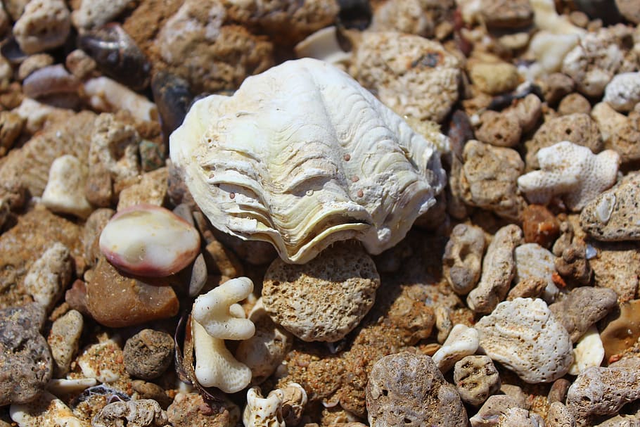 shell, sea, beach, solid, close-up, no people, rock, stone HD wallpaper