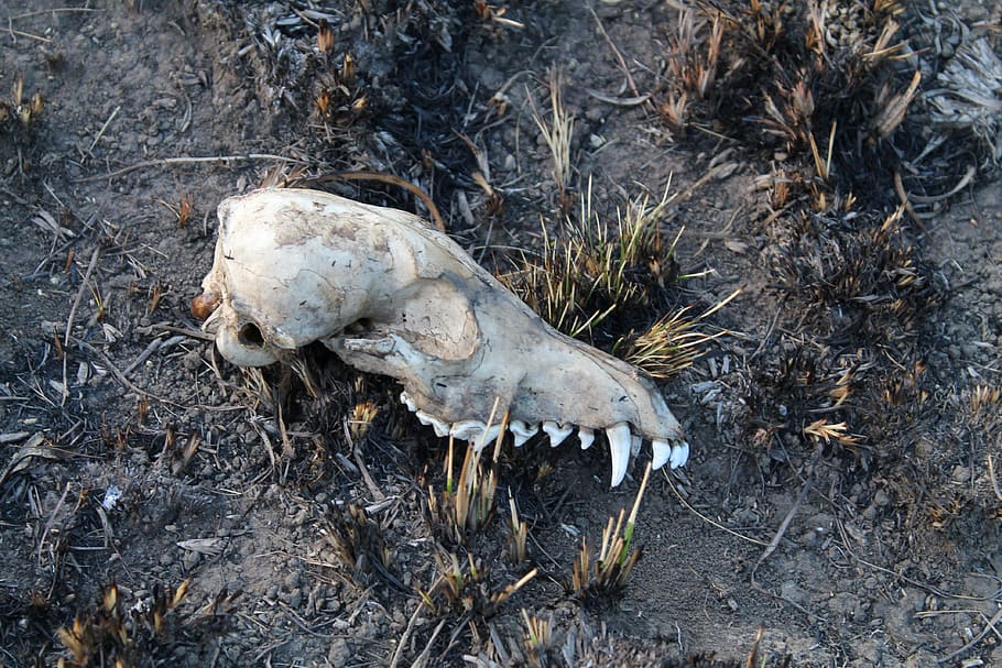 bone, skull, dead, animal, death, teeth, animal skull, animal bone HD wallpaper