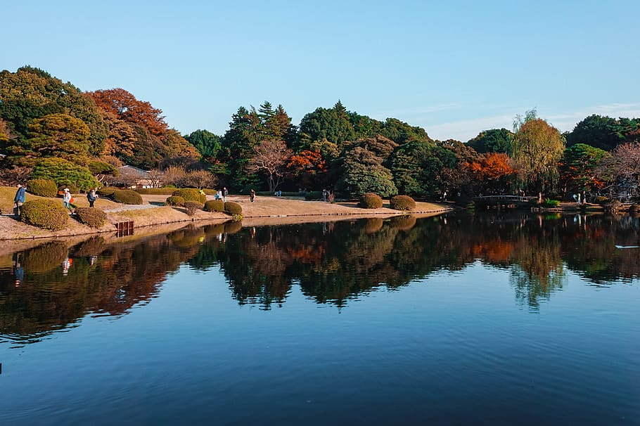 japan, shinjuku-ku, shinjuku gyoen national garden, mirror, HD wallpaper