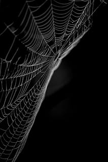 cobweb, spider webs, branch, bush, nature, morning, dew, drip HD wallpaper