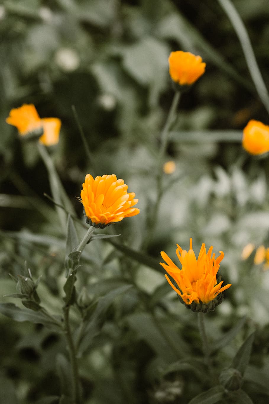 bokeh, background, pattern, green, orange, flowers, flowering plant HD wallpaper