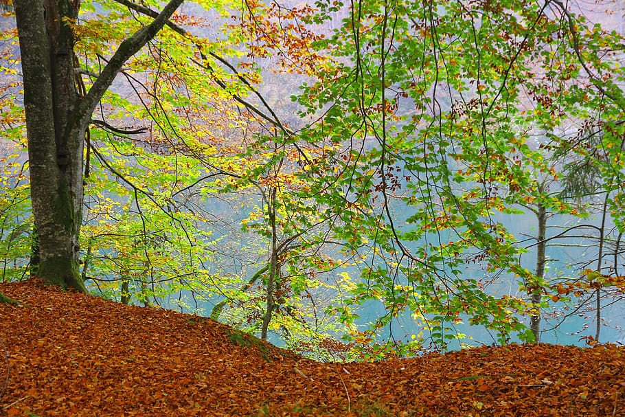forest, tree, fall foliage, indian summer, autumn, idyllic HD wallpaper