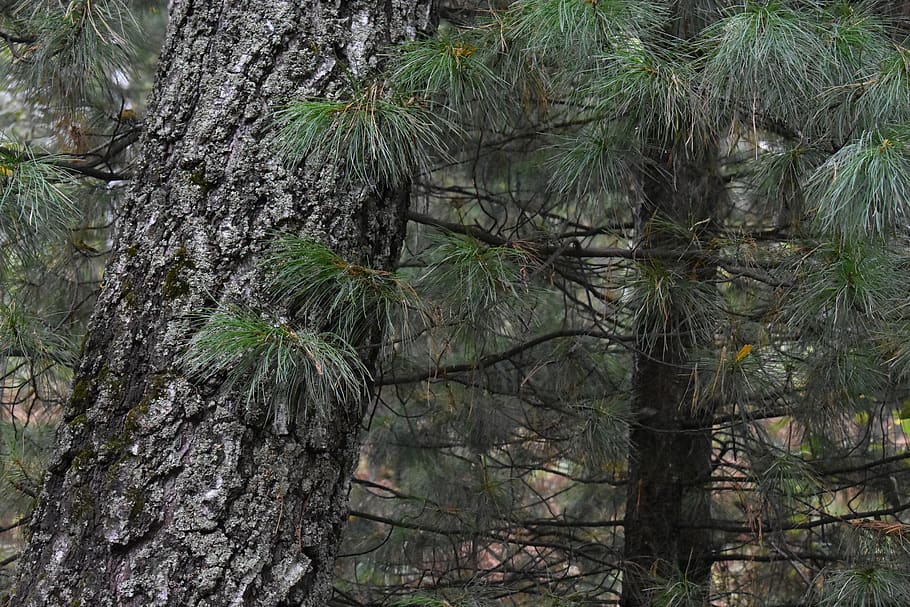 needles, tree, trunk, forest, pine, evergreen, plant, tree trunk HD wallpaper