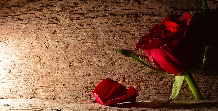 rose, red, fragrance, caption, nature, fresh, flower, flowering plant HD wallpaper