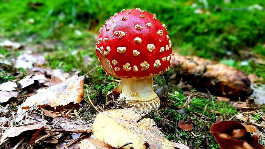 fly agaric, moss, forest, leaves, autumn, mushroom, fungus HD wallpaper