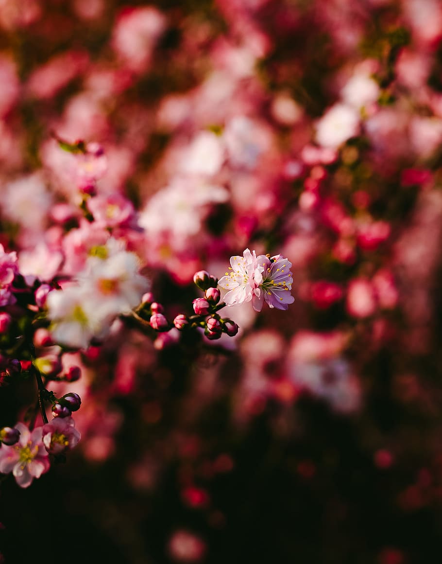 Red and Pink Petal Flower, bloom, blooming, blossom, blur, blurred background HD wallpaper