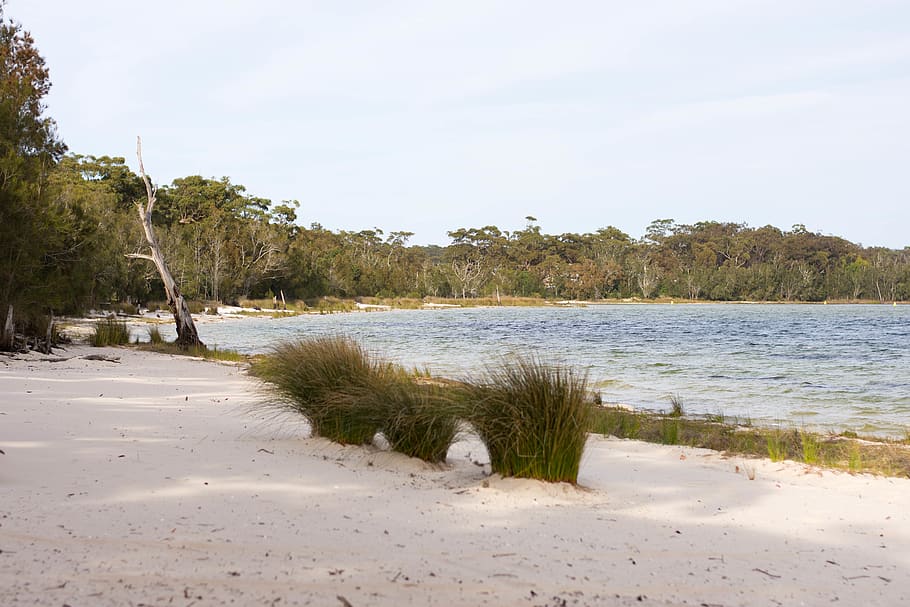 lake, water, trees, waves, calm, peace, beach, grass, sand HD wallpaper