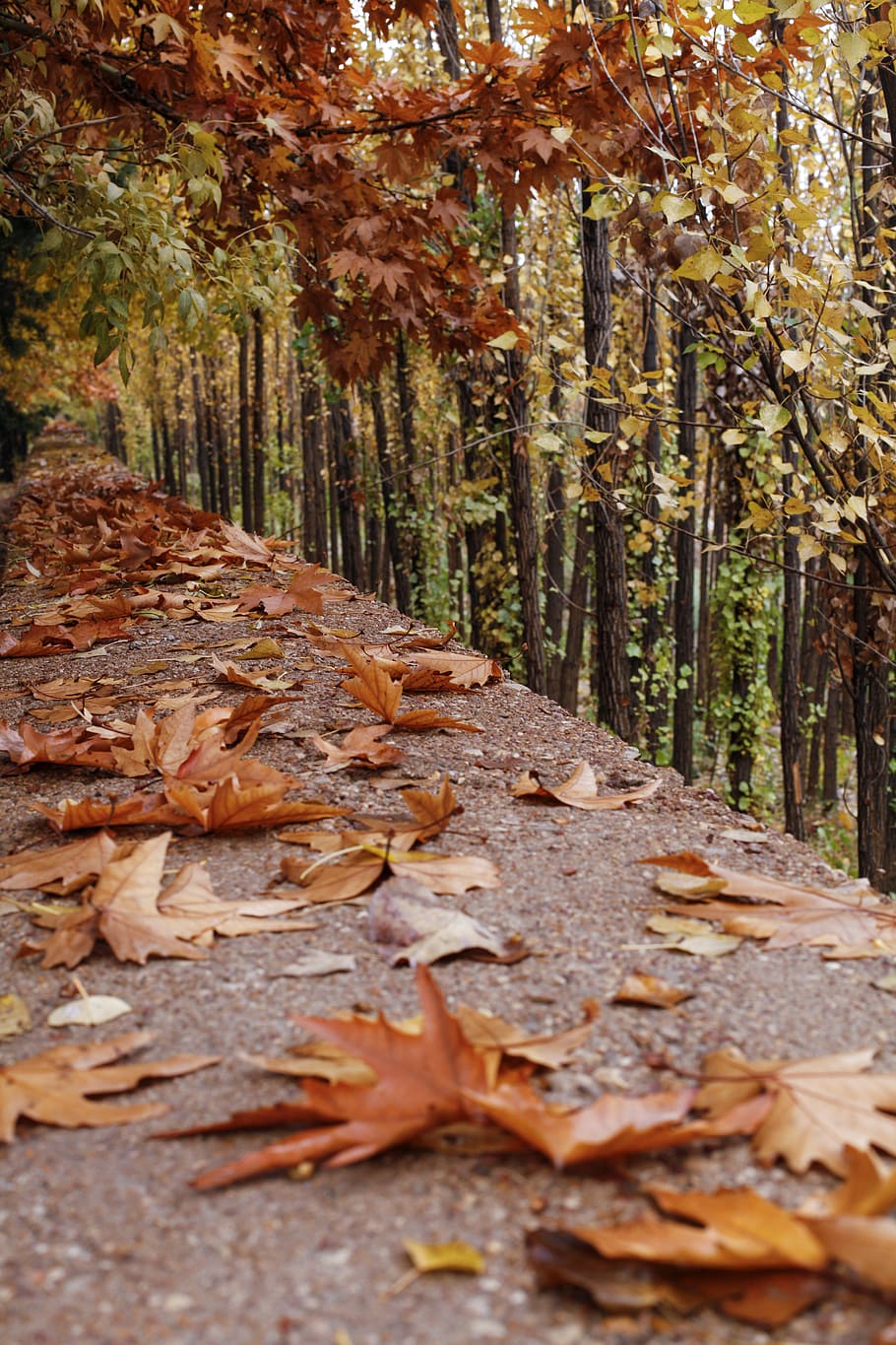 iran, shiraz, trees, autumn, colored, orange, leavs, leaf, plant part HD wallpaper