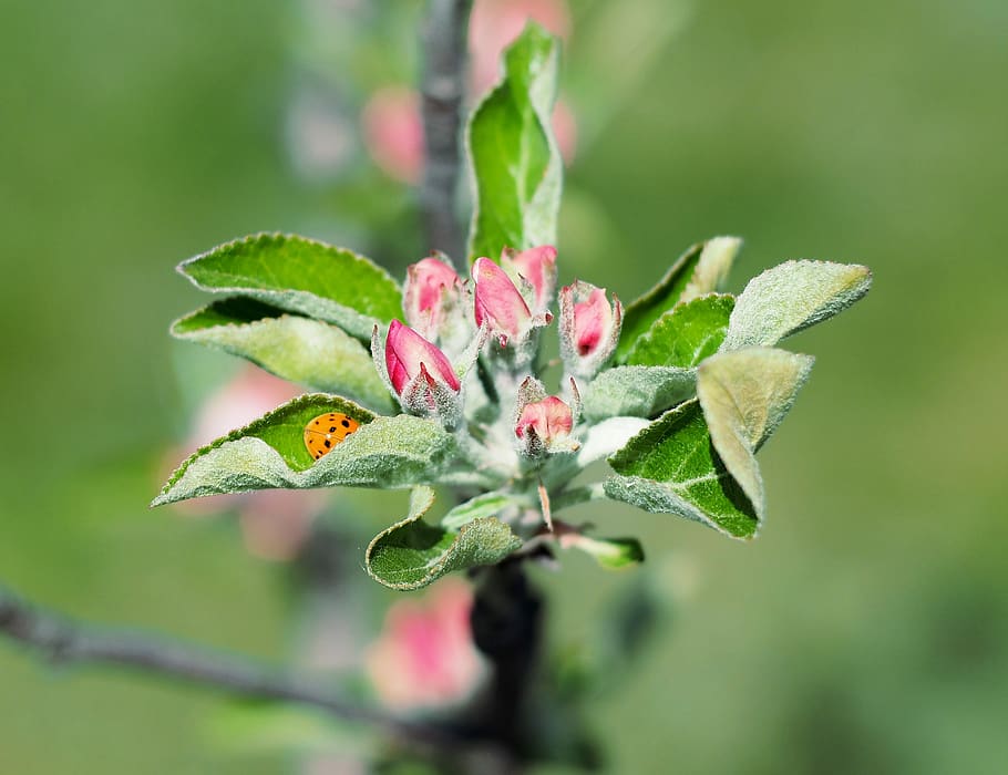 apple, flower, ladybug, spring, bud, garden, plant, beauty in nature HD wallpaper