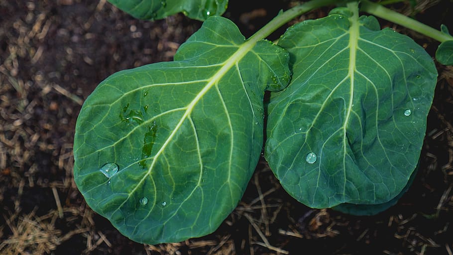 leaf, plant, water, drop, garden, nature, green, plant part HD wallpaper