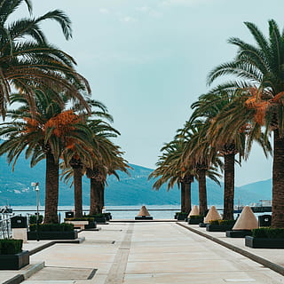 palm trees during daytime, arecaceae, plant, flora, montenegro HD wallpaper