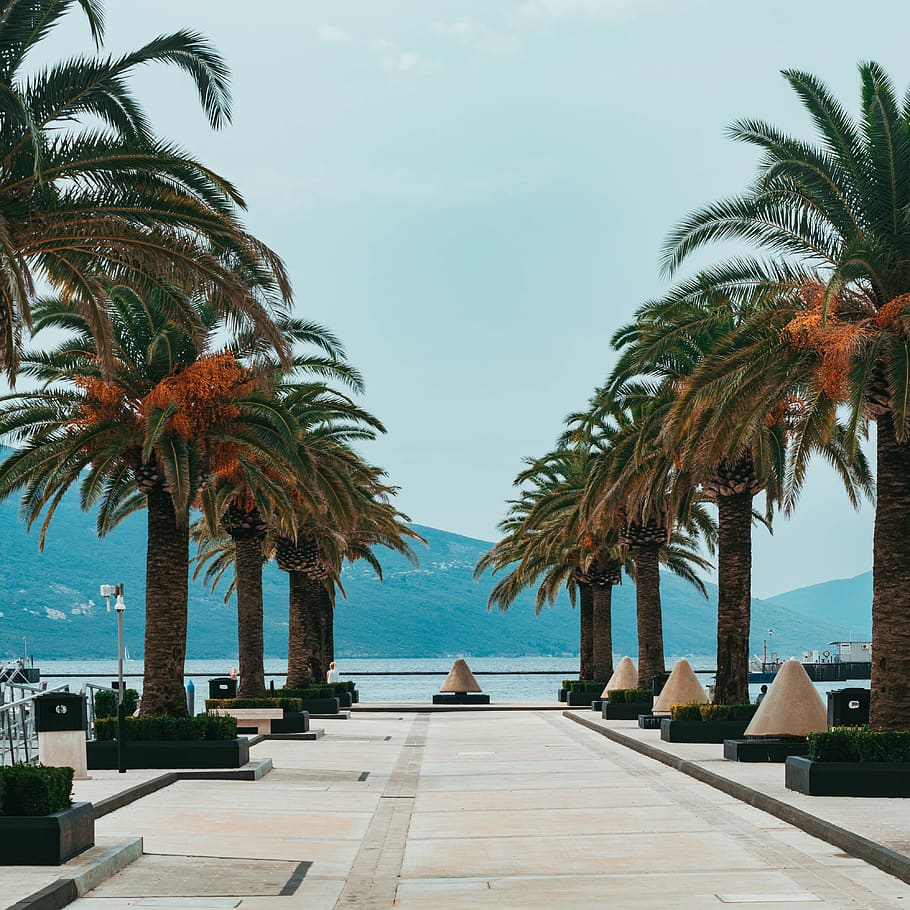 palm trees during daytime, arecaceae, plant, flora, montenegro HD wallpaper