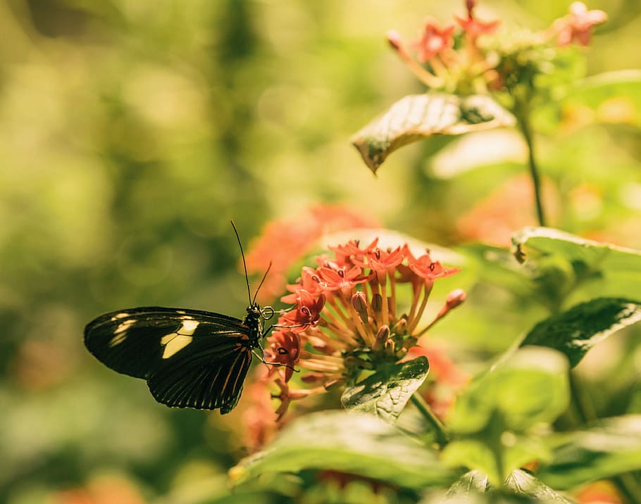 flower, flowering plant, invertebrate, animal themes, insect HD wallpaper