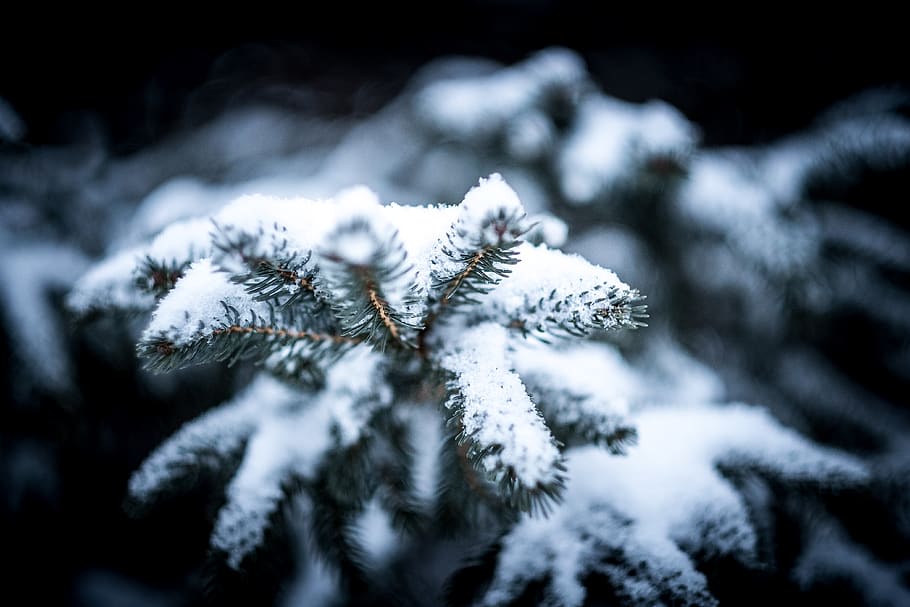 plants covered by snow, tree, winter, ice, evergreen, fir, pine HD wallpaper