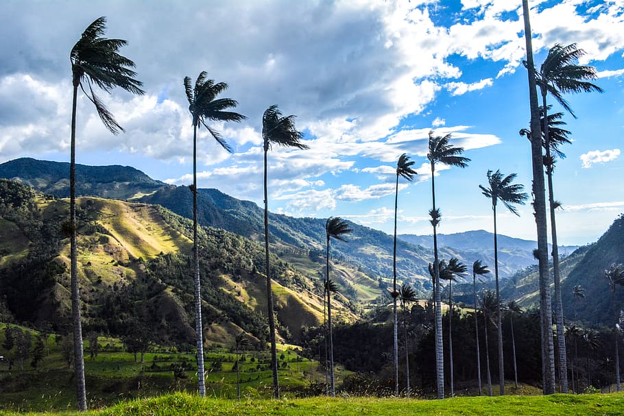 salento, colombia, quindio, palma de cera, palmas, palmtree, HD wallpaper