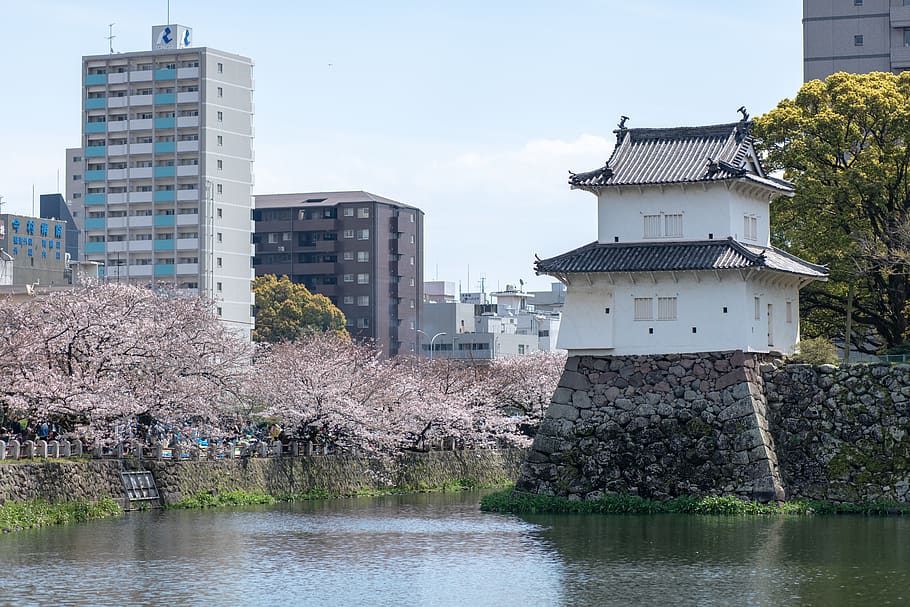 building, architecture, castle, plant, fort, moat, blossom HD wallpaper