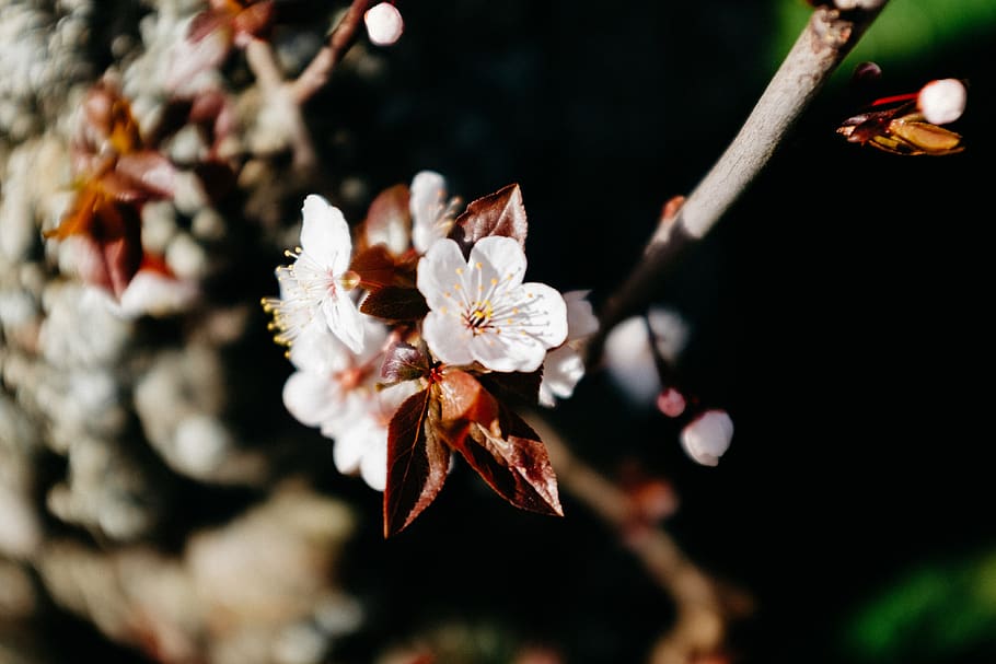 tree, pink, cherry, cherry blossom, spring, root, vancouver HD wallpaper