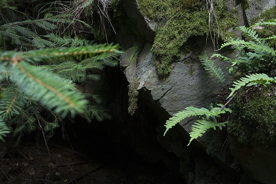 Photography of Fern Plants, cave, environment, flora, growth HD wallpaper