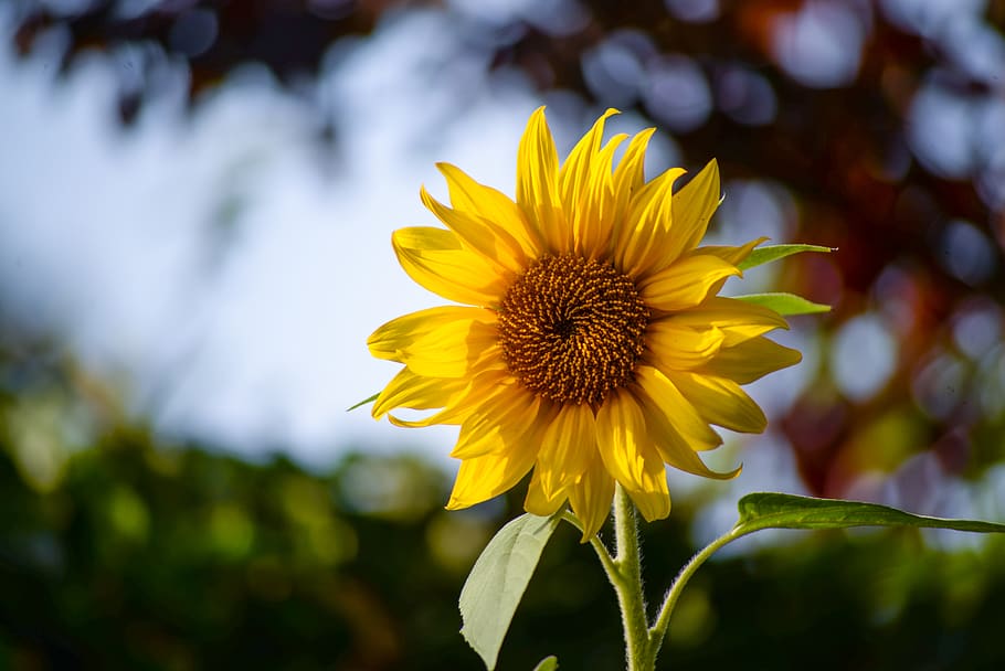 Selective Focus Photography of Sunflower, bloom, blossom, delicate HD wallpaper