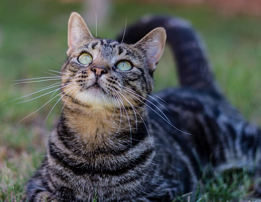 cat, nature, predator, wildcat, feline, animal, outdoors, mammal HD wallpaper
