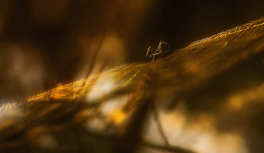 Close-up Photography of Brown Textile, blur, bright, colors, dark HD wallpaper