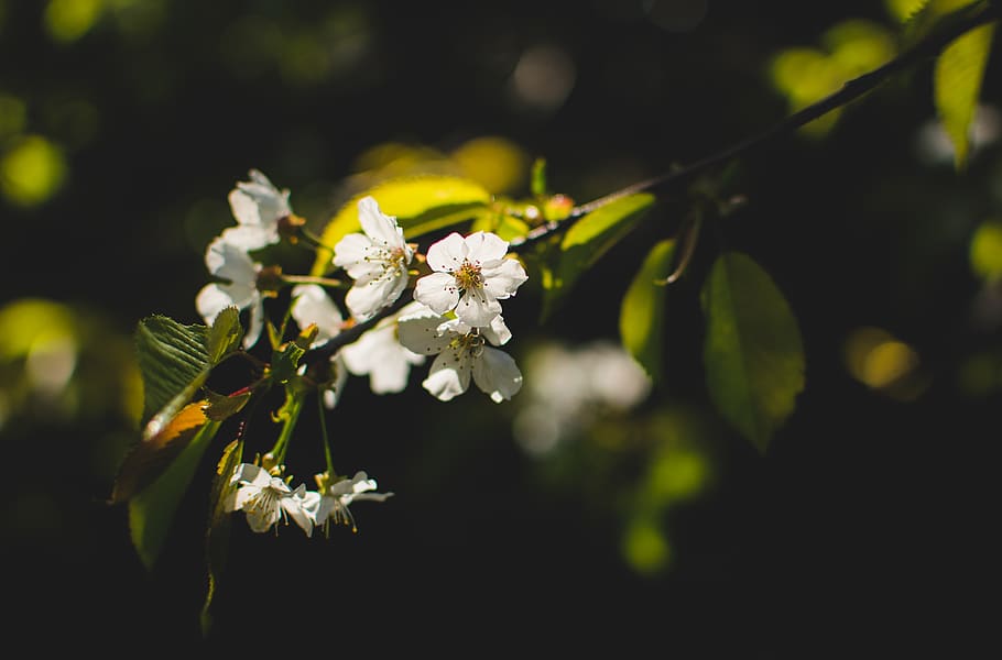white-petaled flowers, plant, blossom, pollen, spring, tree, texture, HD wallpaper