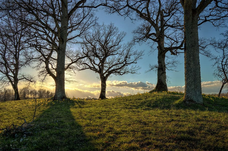 Bare Trees Planted on Grass Field, backlit, branches, landscape HD wallpaper
