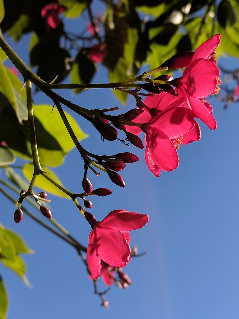 spring, flower, red, pink, sky, nature, flowering plant, beauty in nature HD wallpaper