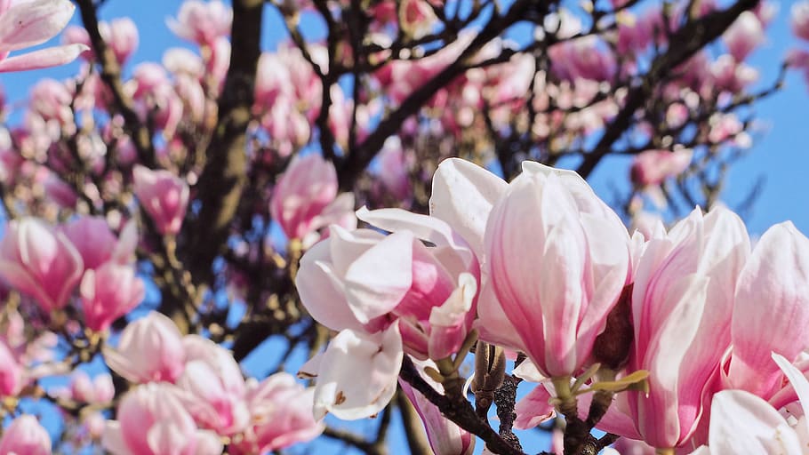 Partially Bloomed Pink Cherry Blossoms, beautiful, blooming, branch HD wallpaper