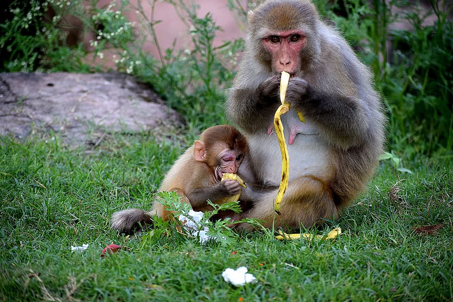 Monkey Eating Bananas, animals, macaque, monkeys, primate, sit HD wallpaper