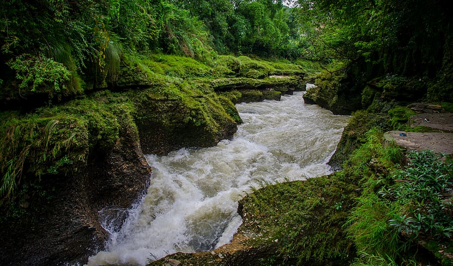 river near grass terrain, tree, plant, beauty in nature, forest HD wallpaper