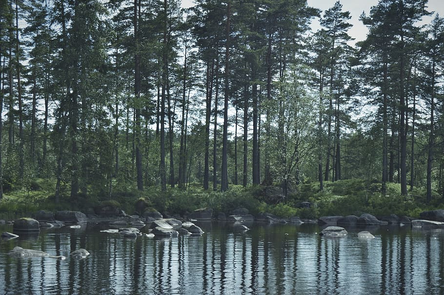 sweden, lake, trees, forest, reflection, plant, water, tranquility HD wallpaper