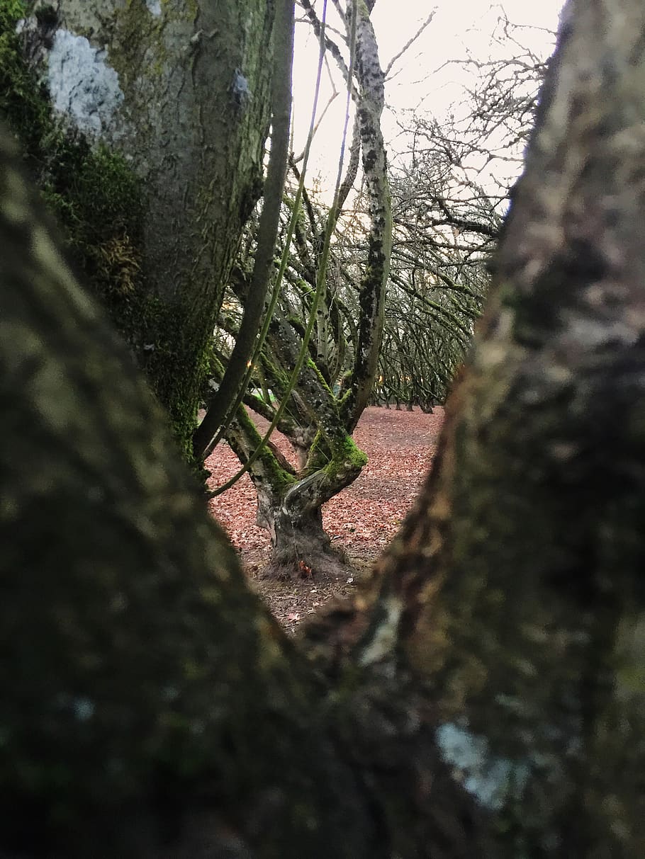 tree, bark, branches, perspectice, view point, nature, treetrunk, HD wallpaper