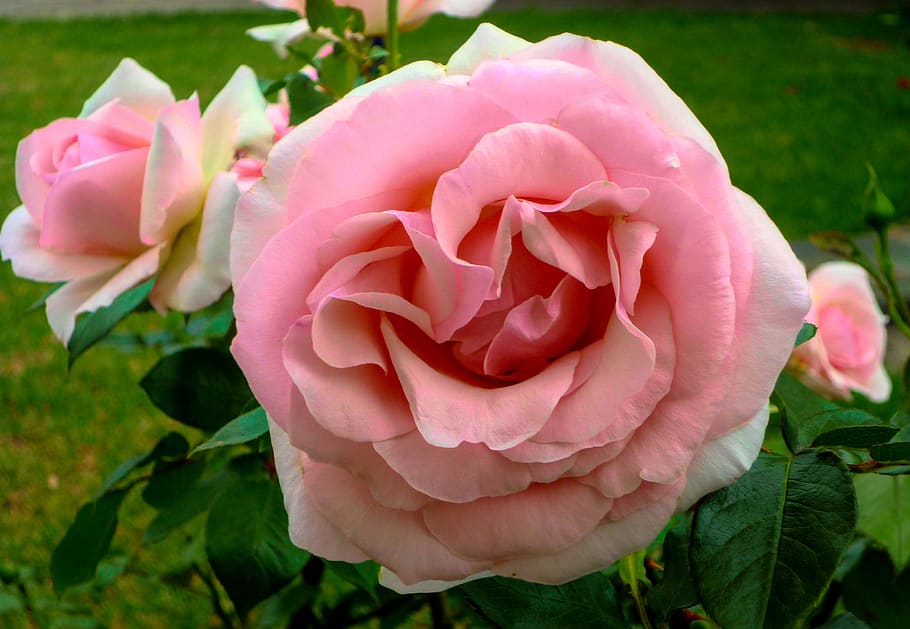 flower, flora, nature, pink, garden, flowering plant, beauty in nature HD wallpaper